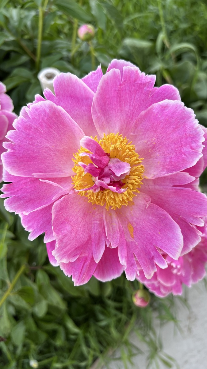 С такой интересной серцевинкой!