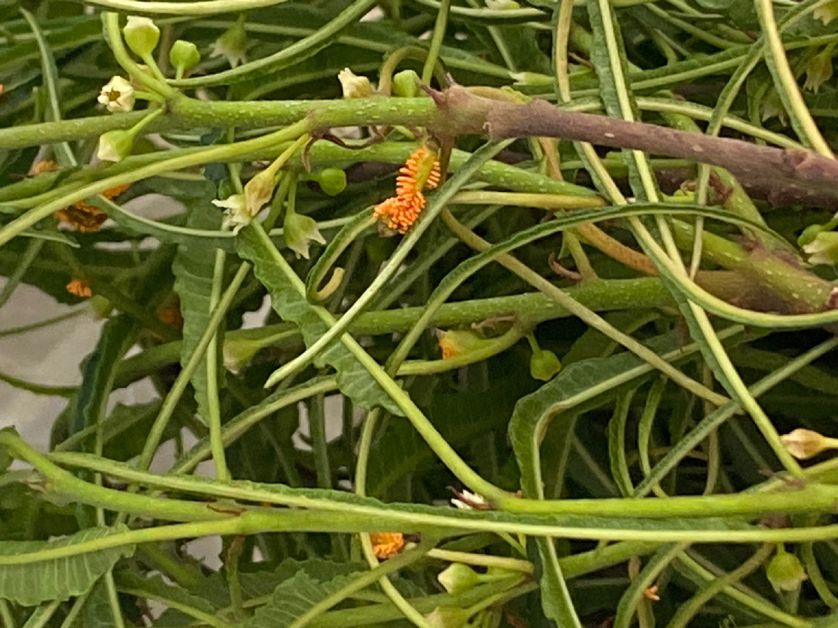 Ржавчина на крушине, фото автора