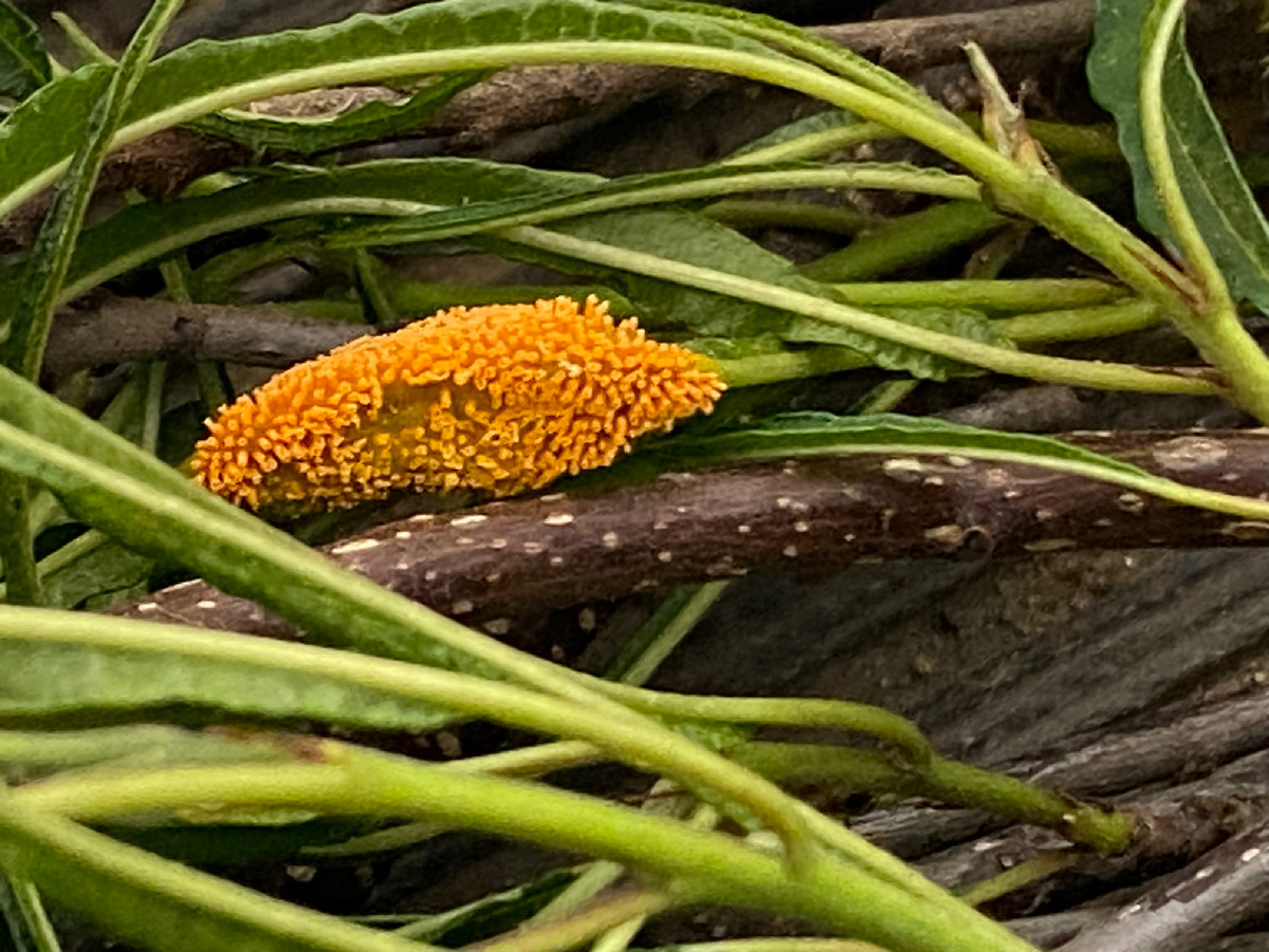 Ржавчина, фото автора