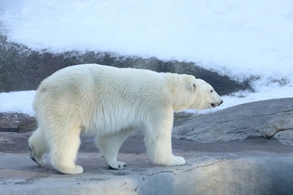    Видеотрансляции с животными доступны ежедневно с 09:00 до 21:00. Московский зоопарк