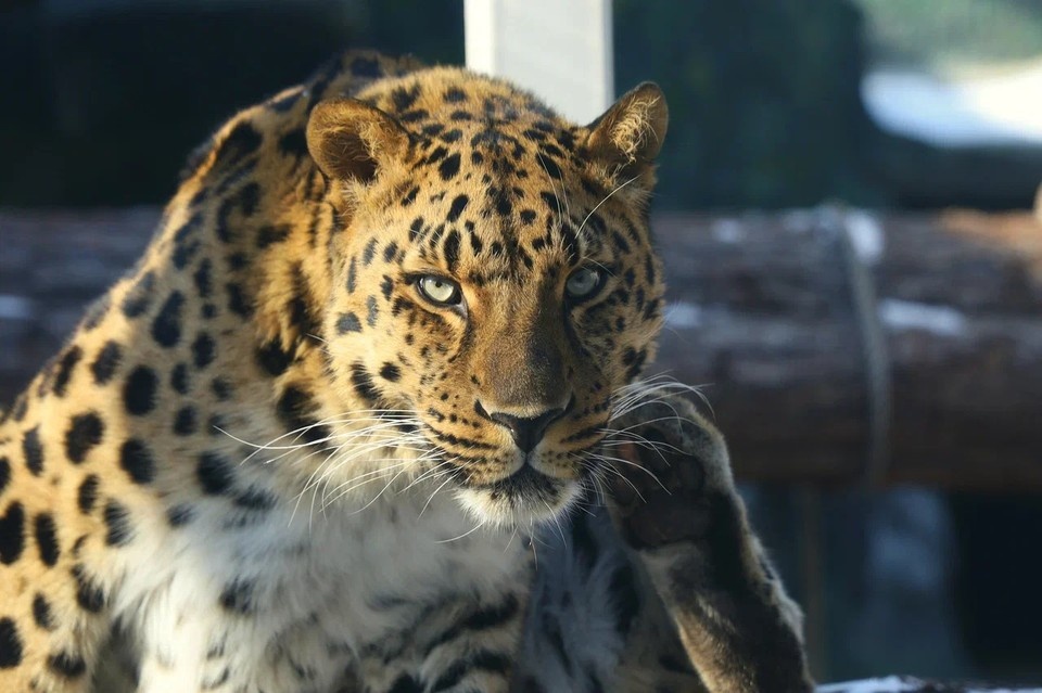    Леопард Мизер Московский зоопарк