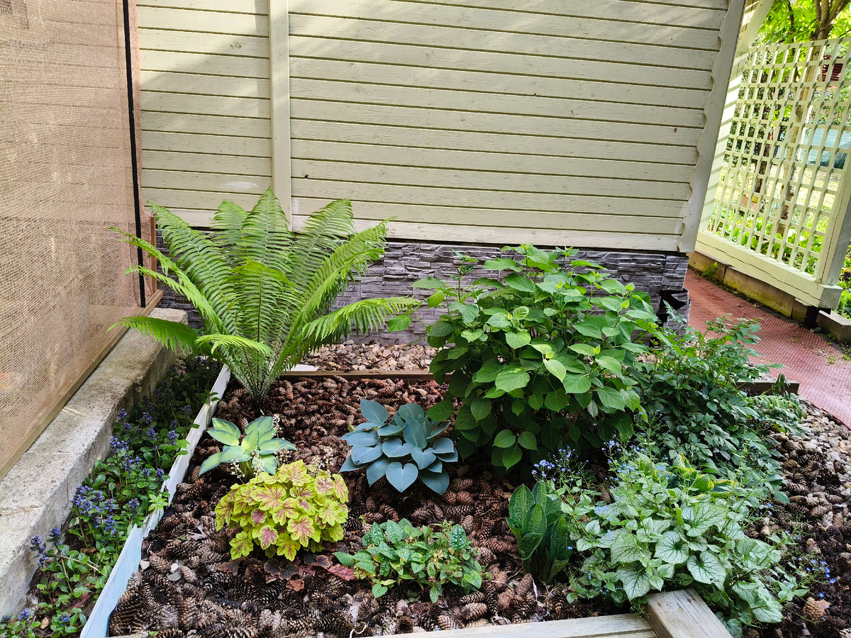 Растения борятся за место. 