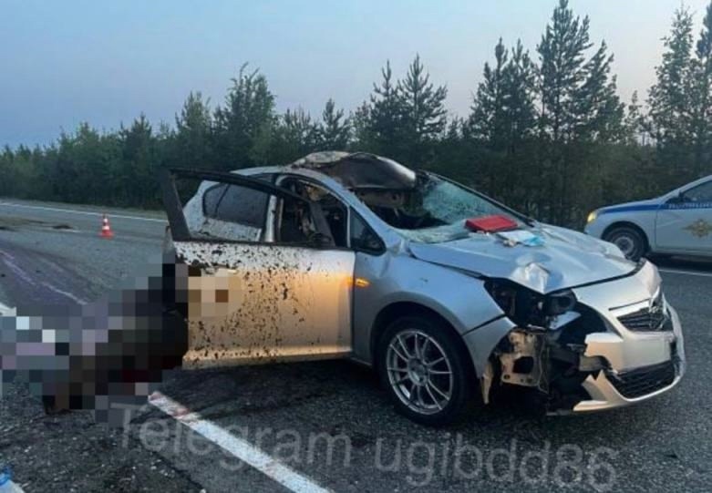    На автодороге «Югра» водитель иномарки сбил лося