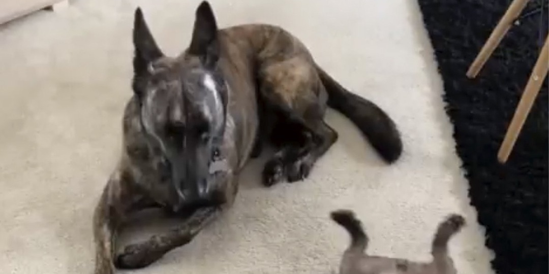 Собака доказала: она все еще хранит память о своей сестре