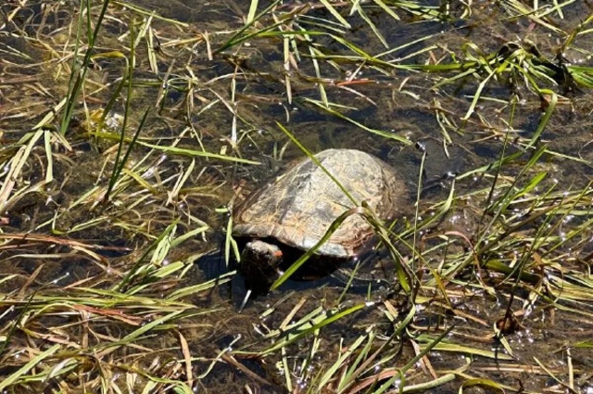    Экзотическую черепаху нашли на улице в Ноябрьске