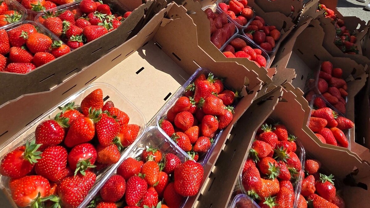     Автор: KubanPress