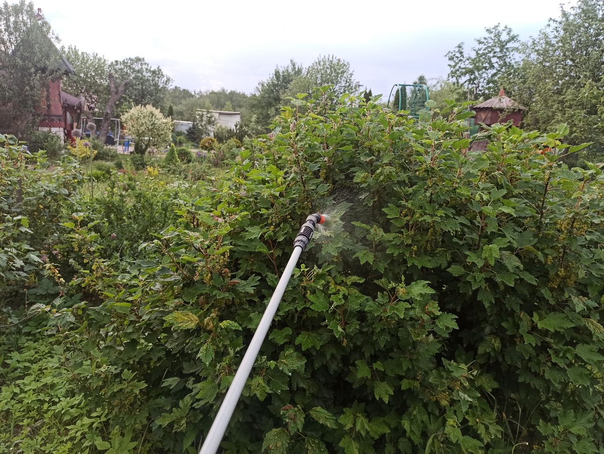 Фото автора. Обратоботал красную смородину неделю назад. Результат: вся галловая тля погибла