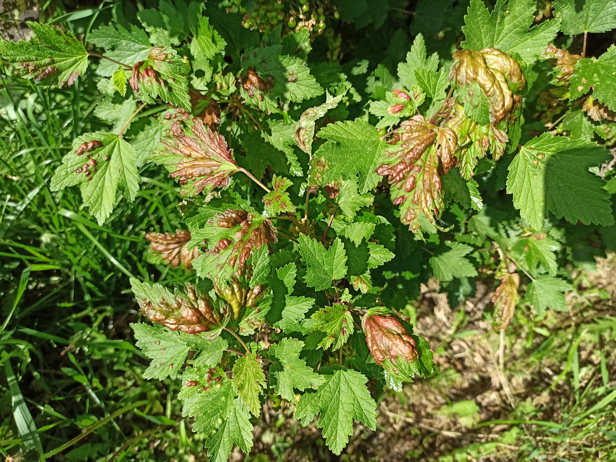 Фото автора. Вот таое нашествие галловой тли на красную смородину этой весной