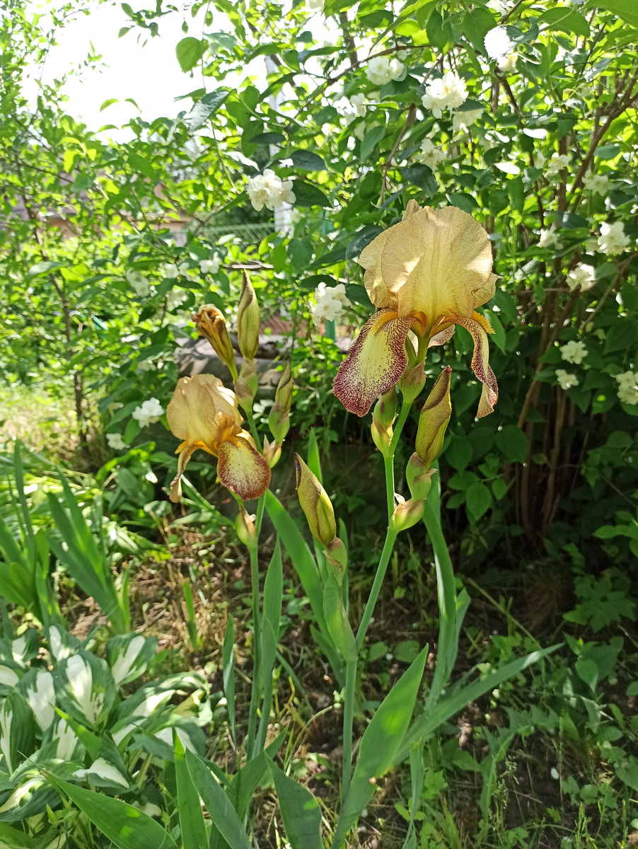 Фото автора. Ирис возле куста чубушника.