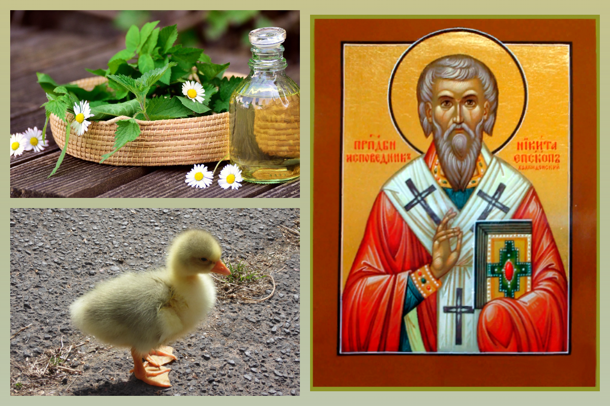 Прп. Никита, епископ Халкидонский/azbuka.ru, Лекарственные травы, гусёнок/pixabay.com