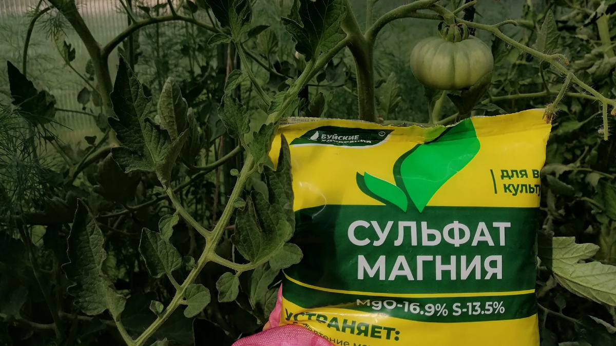 Раньше каждую весну тратил на магниевую подкормку томатов по 1800 рублей за сезон,