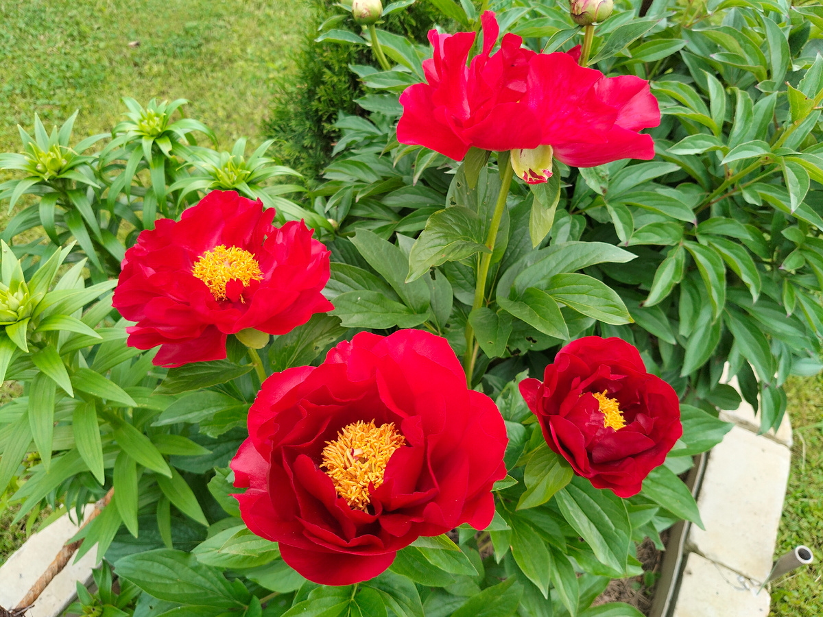 Пион сорта 'Макинак Гранд' (Paeonia Mackinac Grand) в нашем саду на даче 2025. Фото автора @Маша Генералова