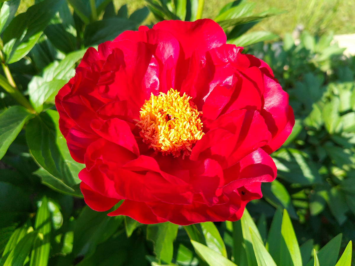 Пион сорта 'Макинак Гранд' (Paeonia Mackinac Grand) в нашем саду на даче 2025. Фото автора @Маша Генералова