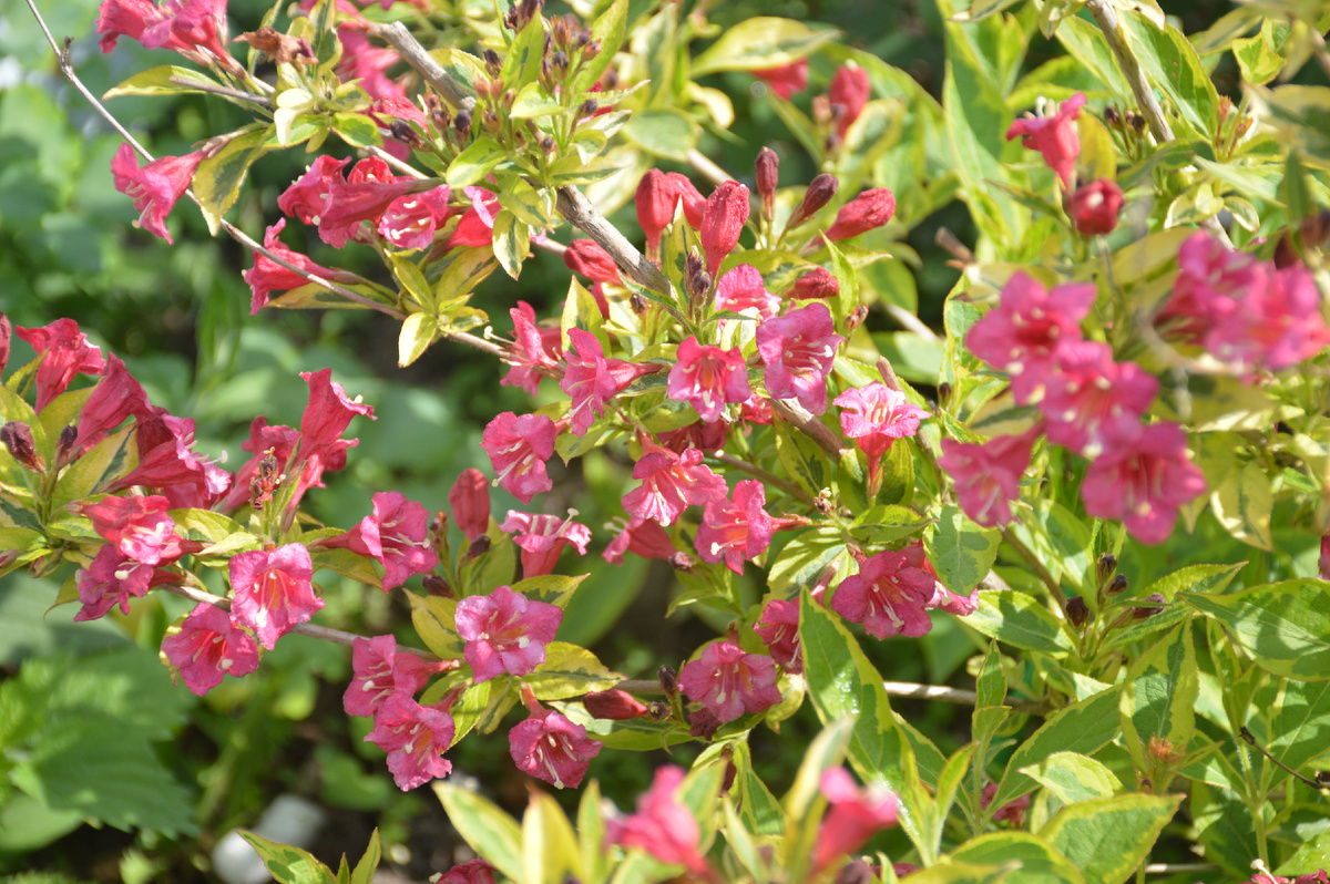 Вейгела. Все фотографии в статье мои