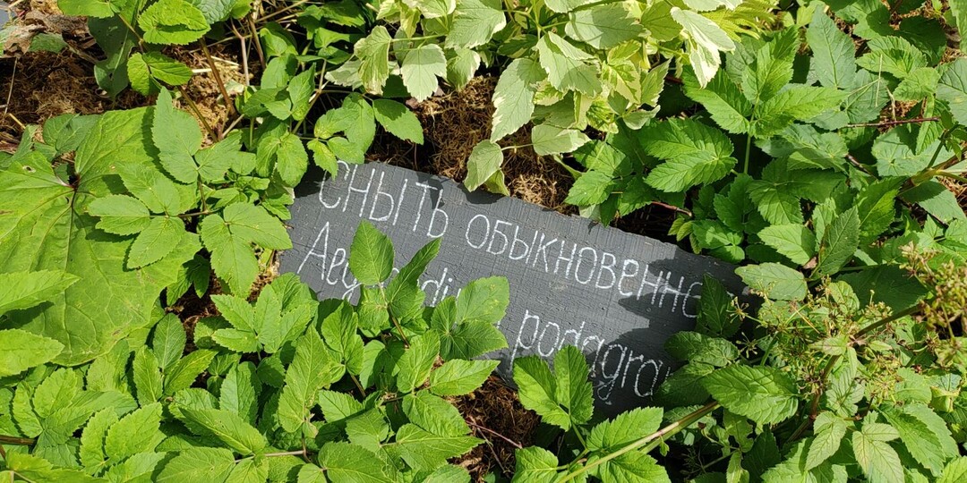 Сныть захватила участок? 5 проверенных способов победить самый живучий сорняк
