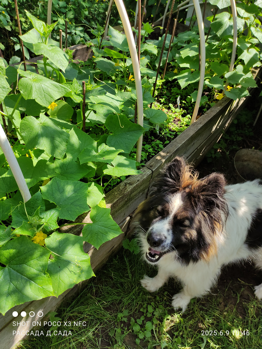 От таких любителей огурчиков высокие грядки тоже помогают.