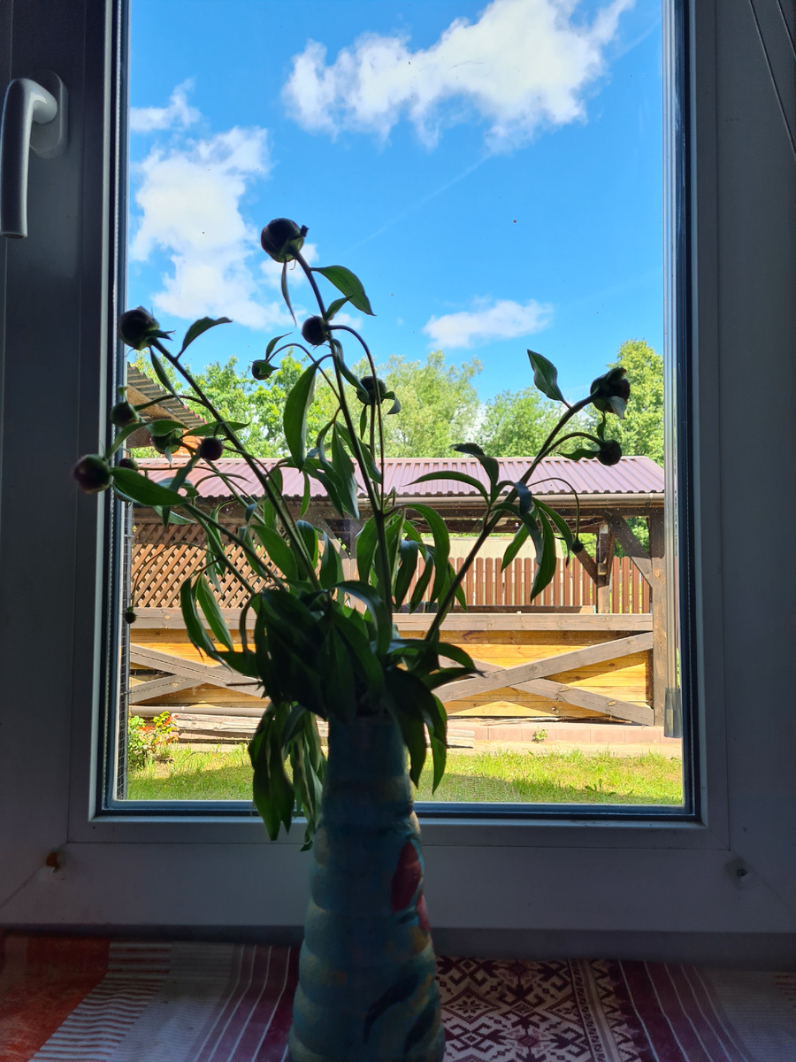 Пиончики-помпончики. Фото из личного архива автора.