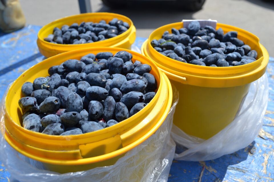    Жимолость. Источник: Алексей Кучерявых