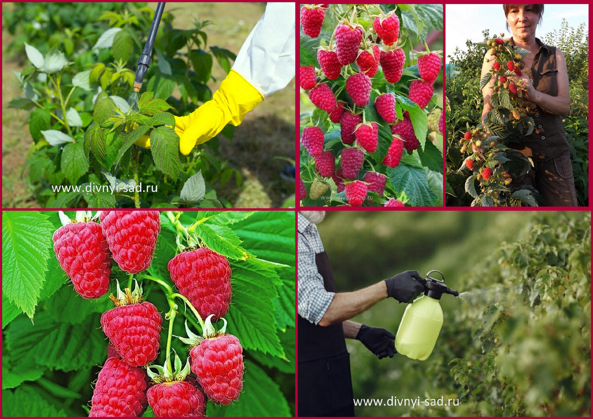 обработка кустов малины 