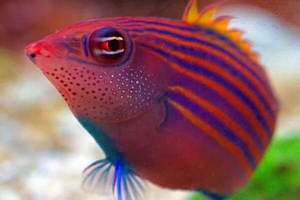 Яркая, разноцветная рыбка