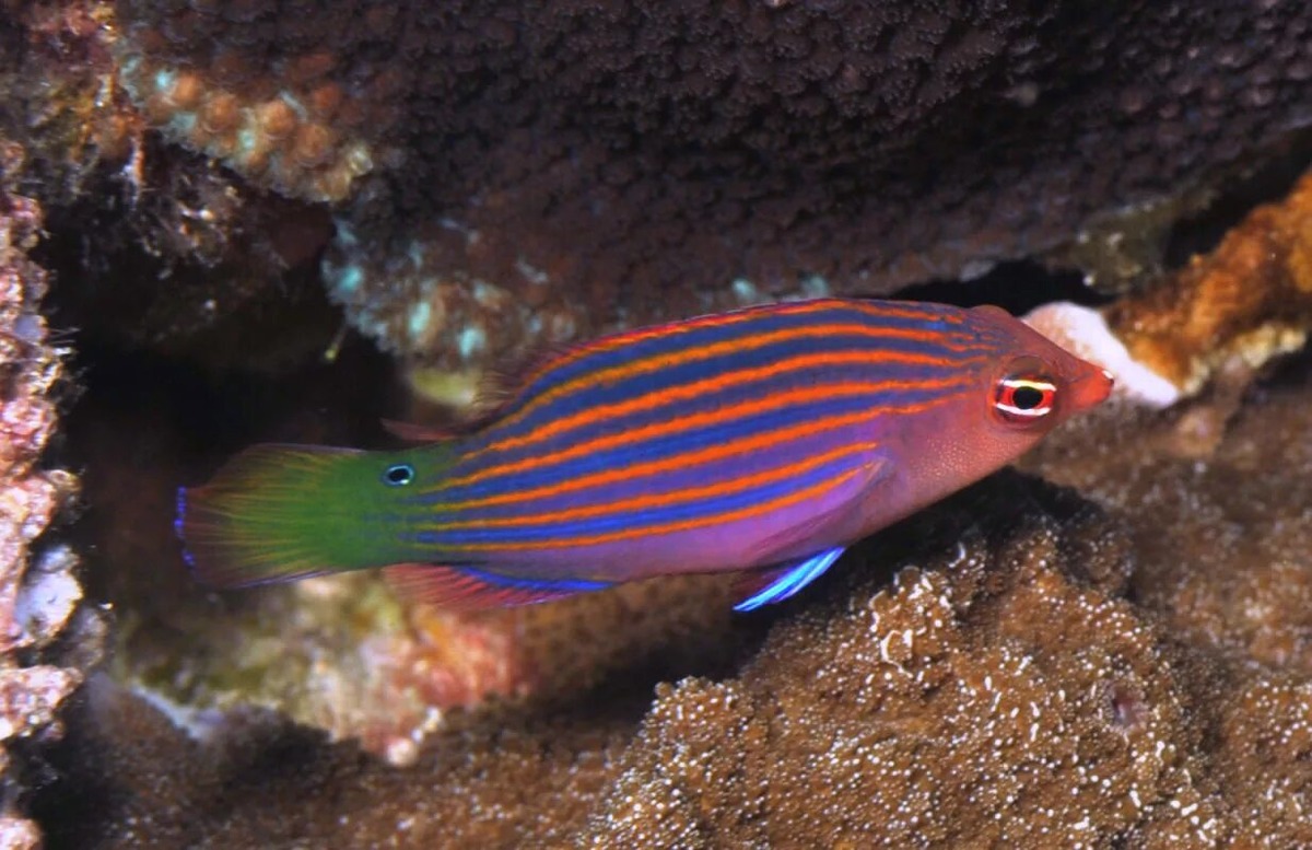 Активен днём, ночью прячется в слизистом коконе, который защищает от хищников, маскируя запах рыбы.