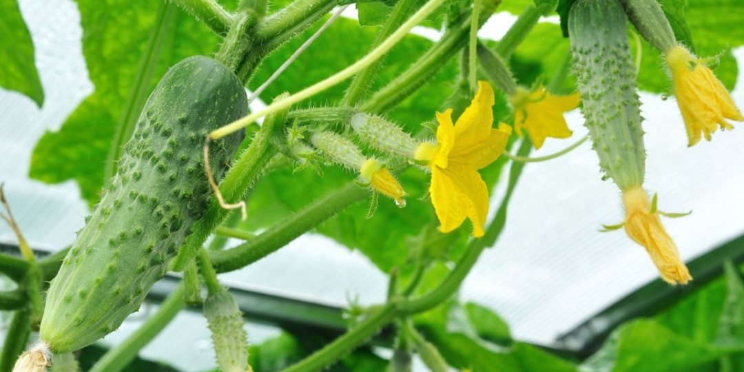 Обычная перекись водорода спасет урожай огурцов: секретный совет от Нины Коноваловой, о котором не все знают
