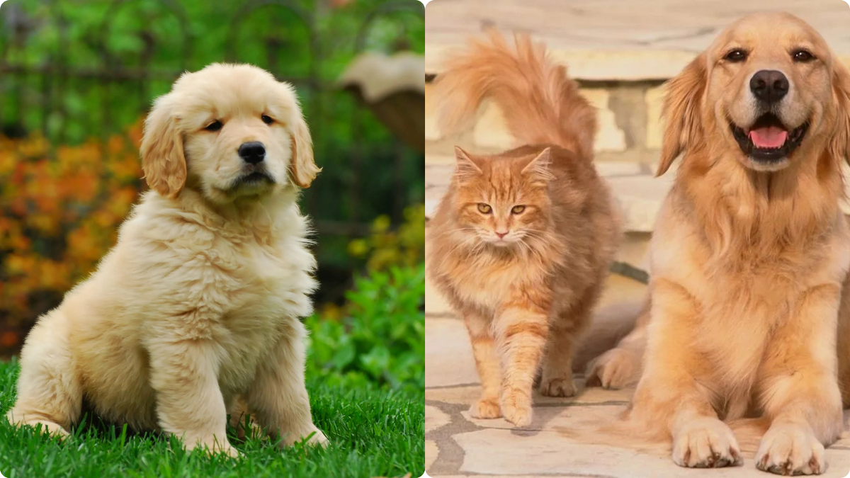 Ретвивер с кошкой