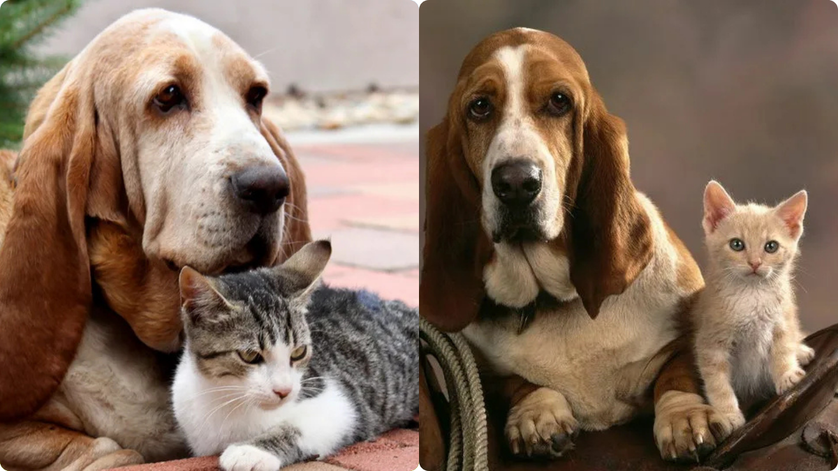 Бассет-хаунд