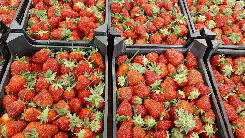     Ягоды и фрукты на барнаульском рынке. altapress.ru