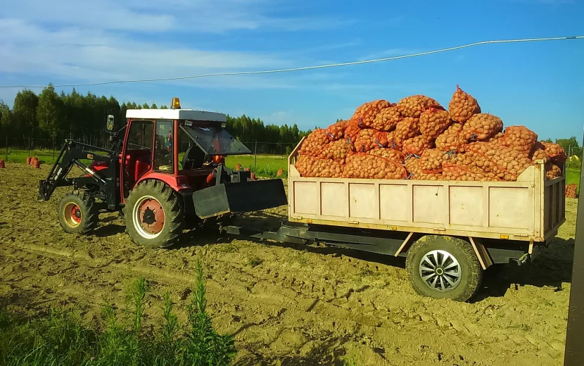 "Стоит уже как импортный фрукт": Почему дорожает картошка в России, откровения агрария
