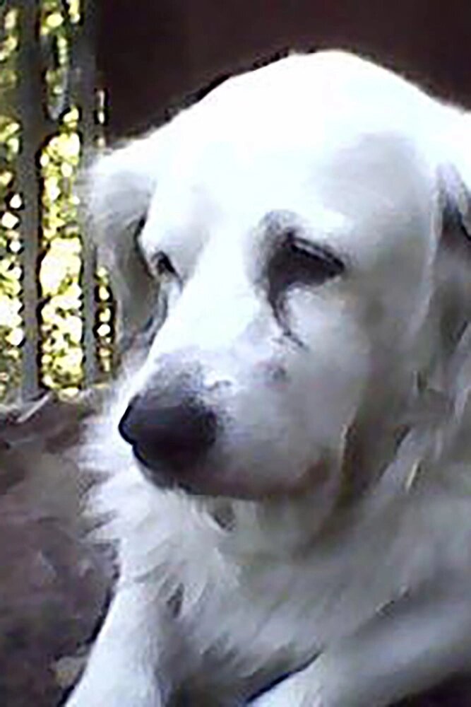    Песик Тёпушка. Фото: соцсети