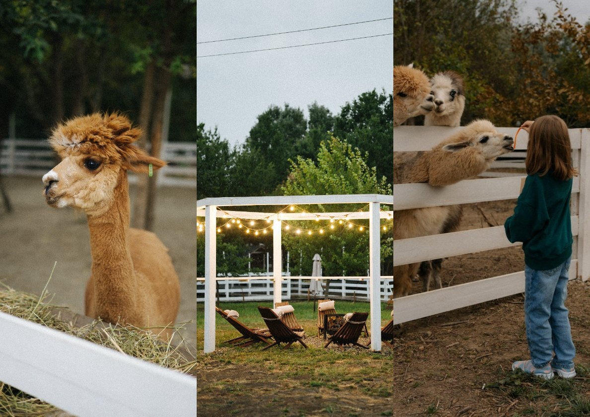 Ферма Альпак в Горячем Ключе 