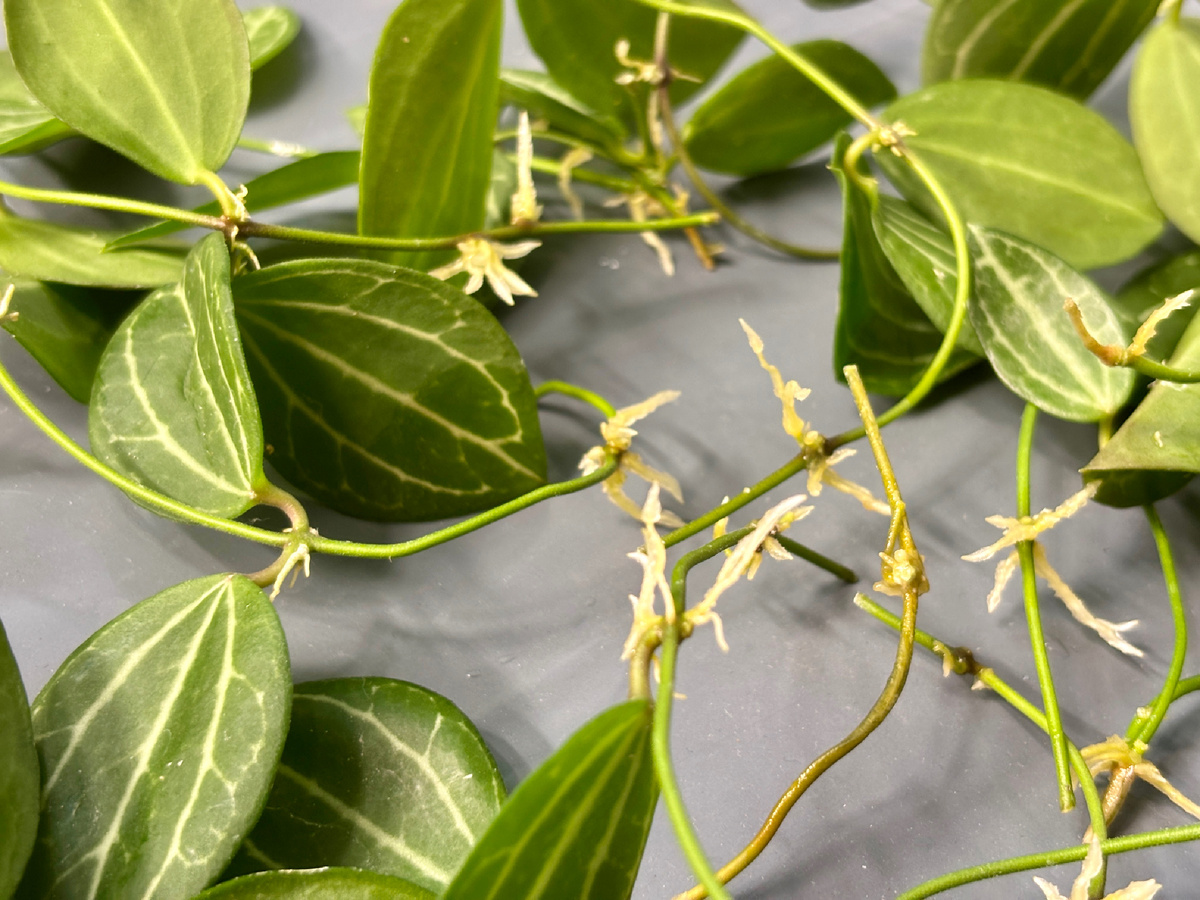 Какие они красивые, хоть и крошечные!