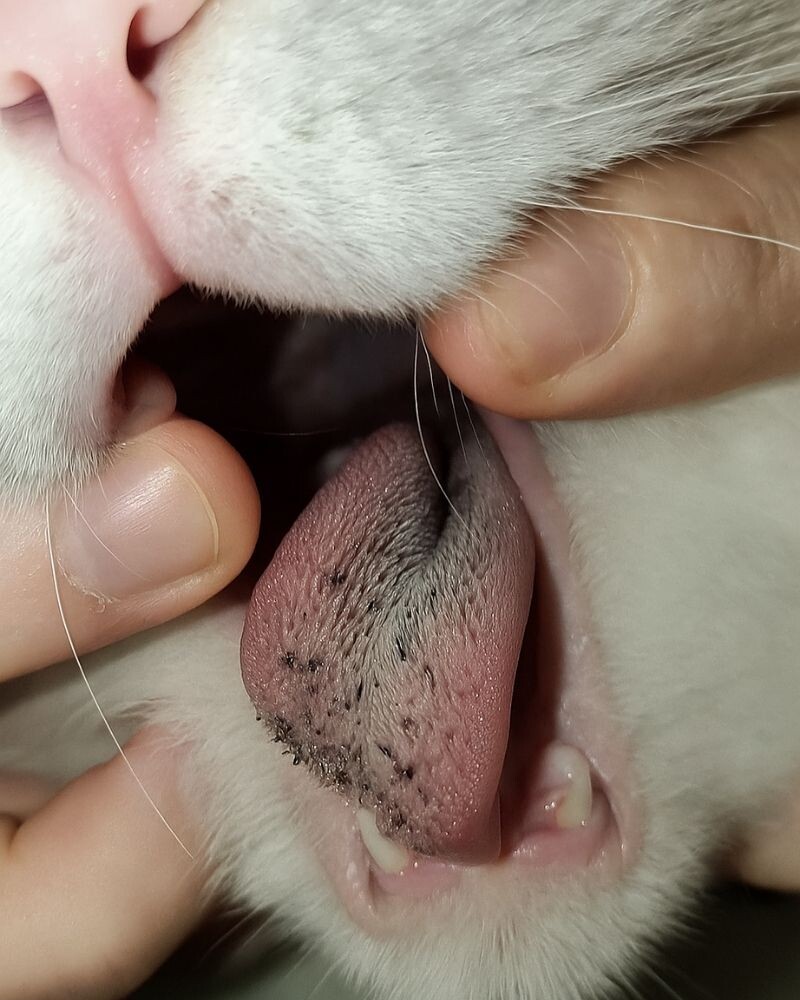 У кошки язык с чёрным налётом 