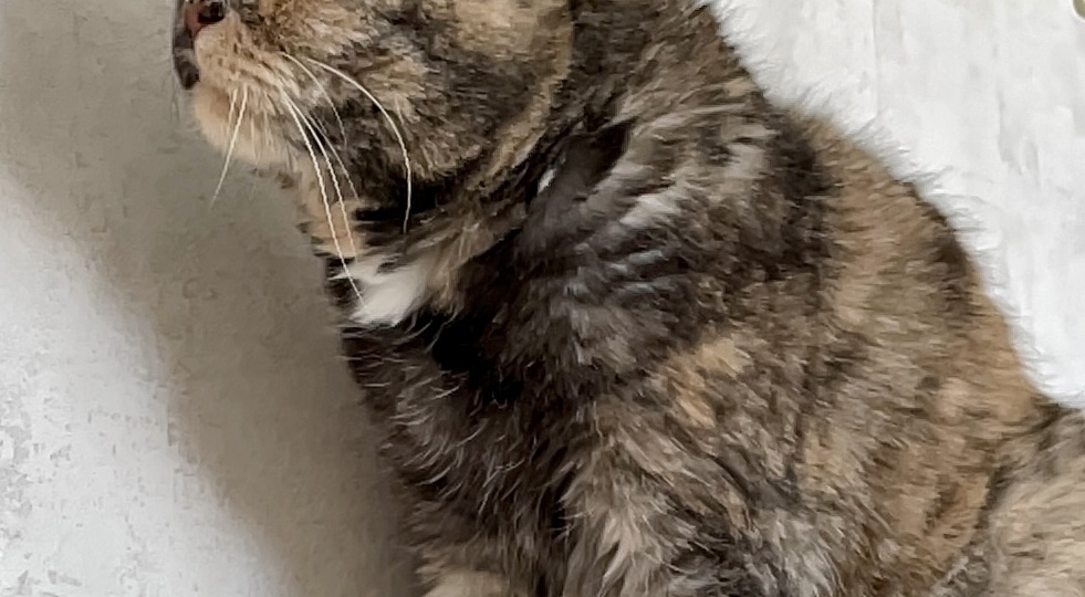 Почему я отказалась от игрушек с мятой для кошек. Два случая и как отрезало