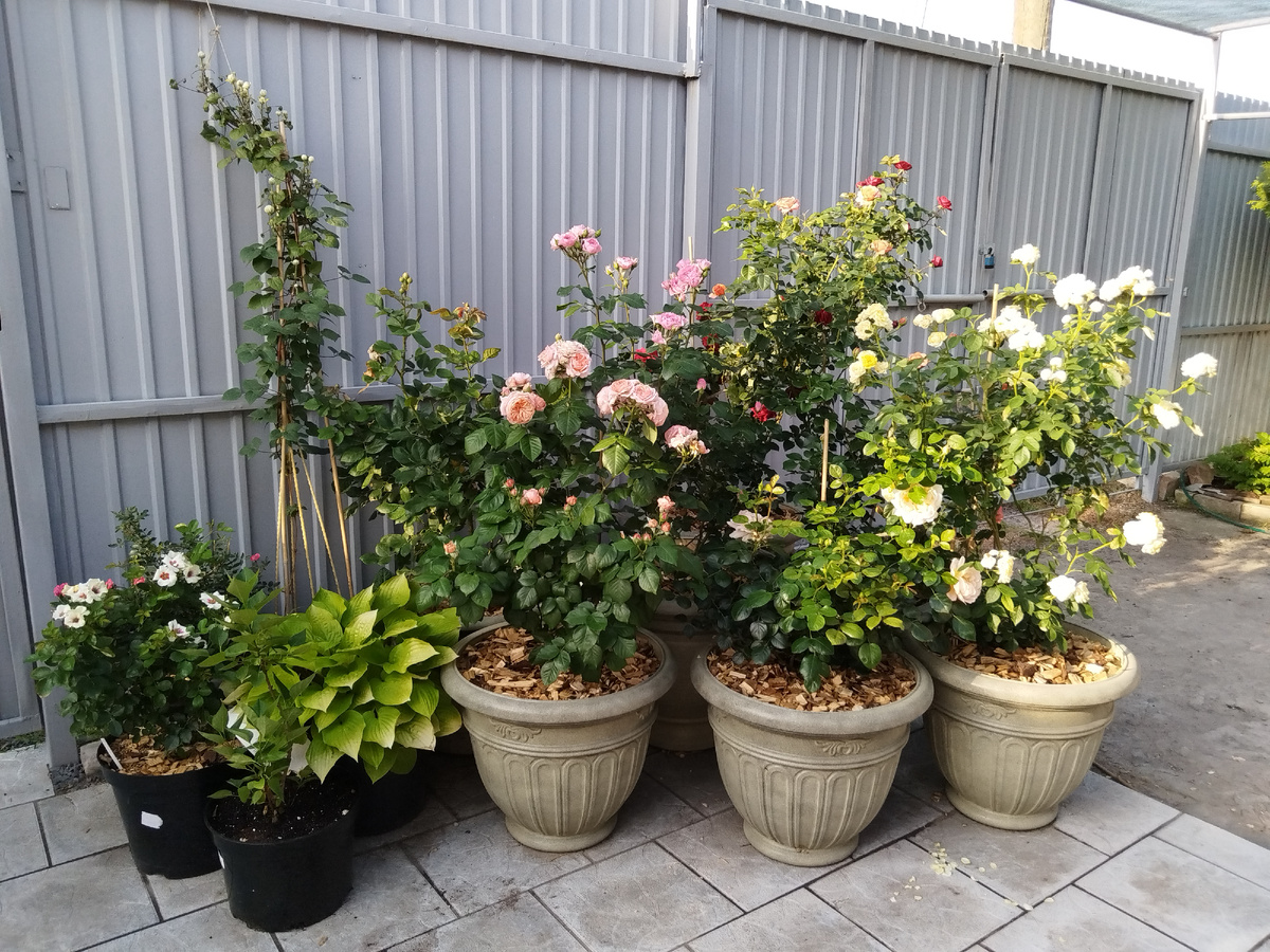 Мой мини-контейнерный розовый садик в начале цветения. Лучше снять не получается - он постоянно на полном солнце