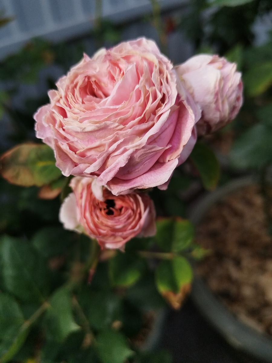 А по жаре ужасна...