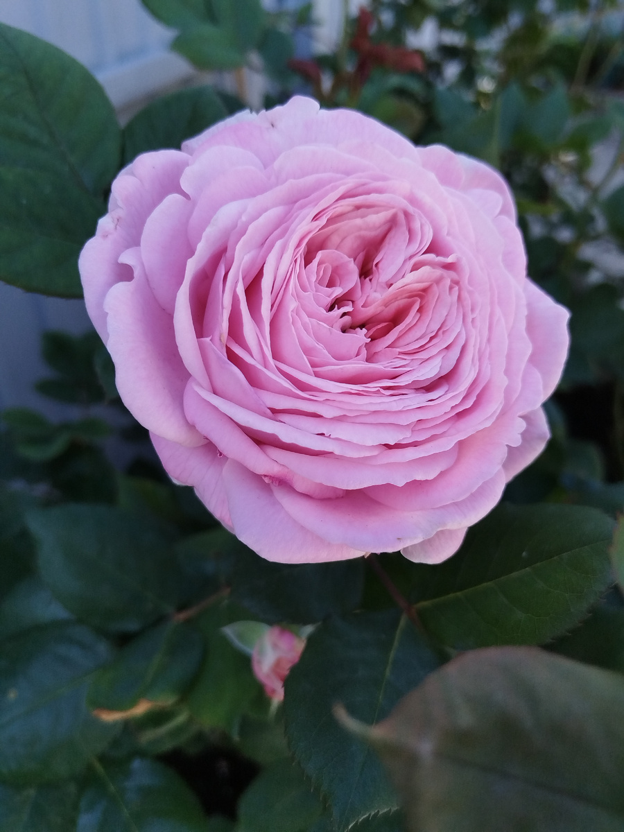 Роза 'Rosengräfin Marie Henriette' - пока прохладно, она прекрасна...👉