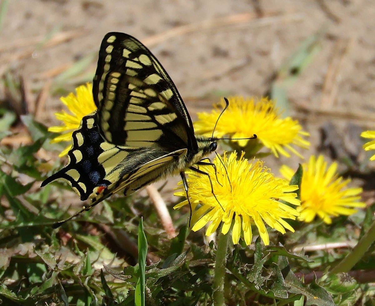    Фото: Telegram-канал «Лесопожарный центр Красноярского края»