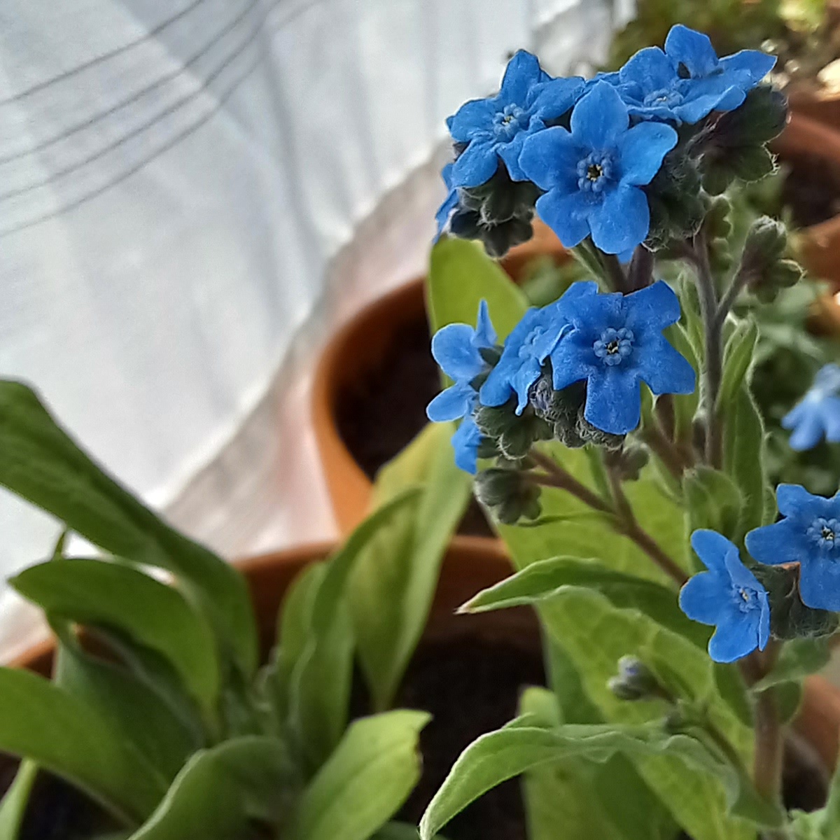 Незабудник