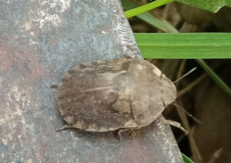    Фото: Россельхозцентр по Ростовской области admin