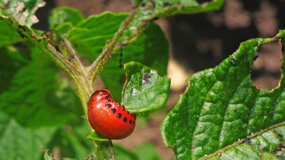 Так выглядел мой картофель до того, как освоил проверенный метод борьбы