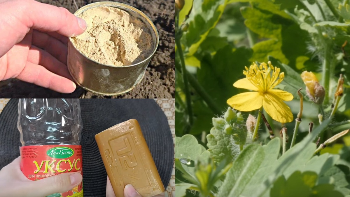 Весь набор для приготовления рабочего раствора