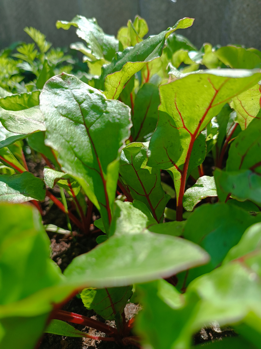 Фото автора, ботва очень нравится.