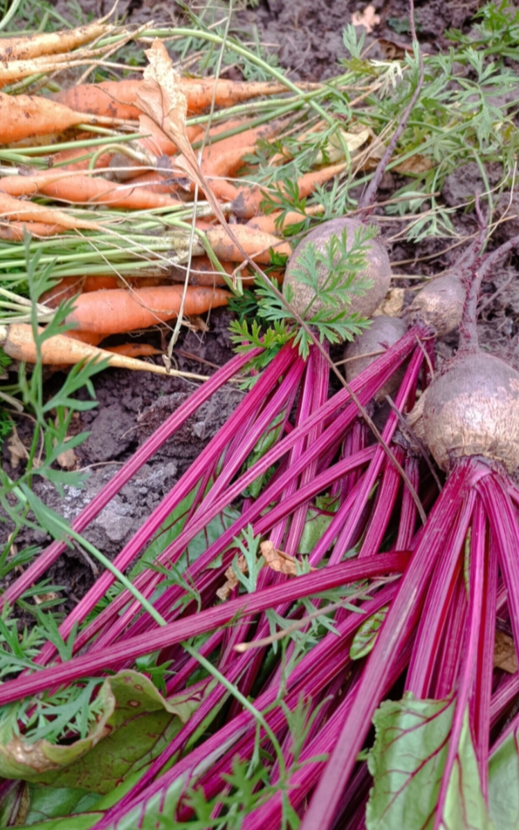 Фото автора, урожай 2024 года