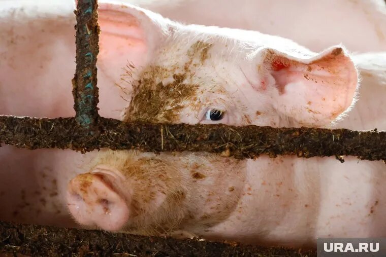 Суд решил, что свиноферма «Арианта» стала загрязнять окружающую среду умеренно. Фото: Екатерина Сычкова © URA.RU