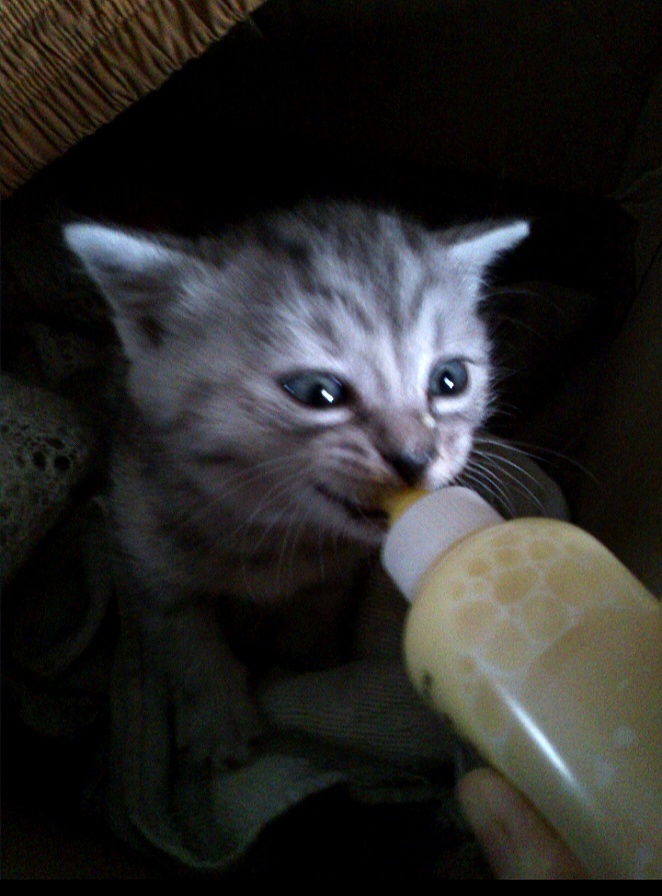 Первое фото Кохи. На морде уже виден характер!