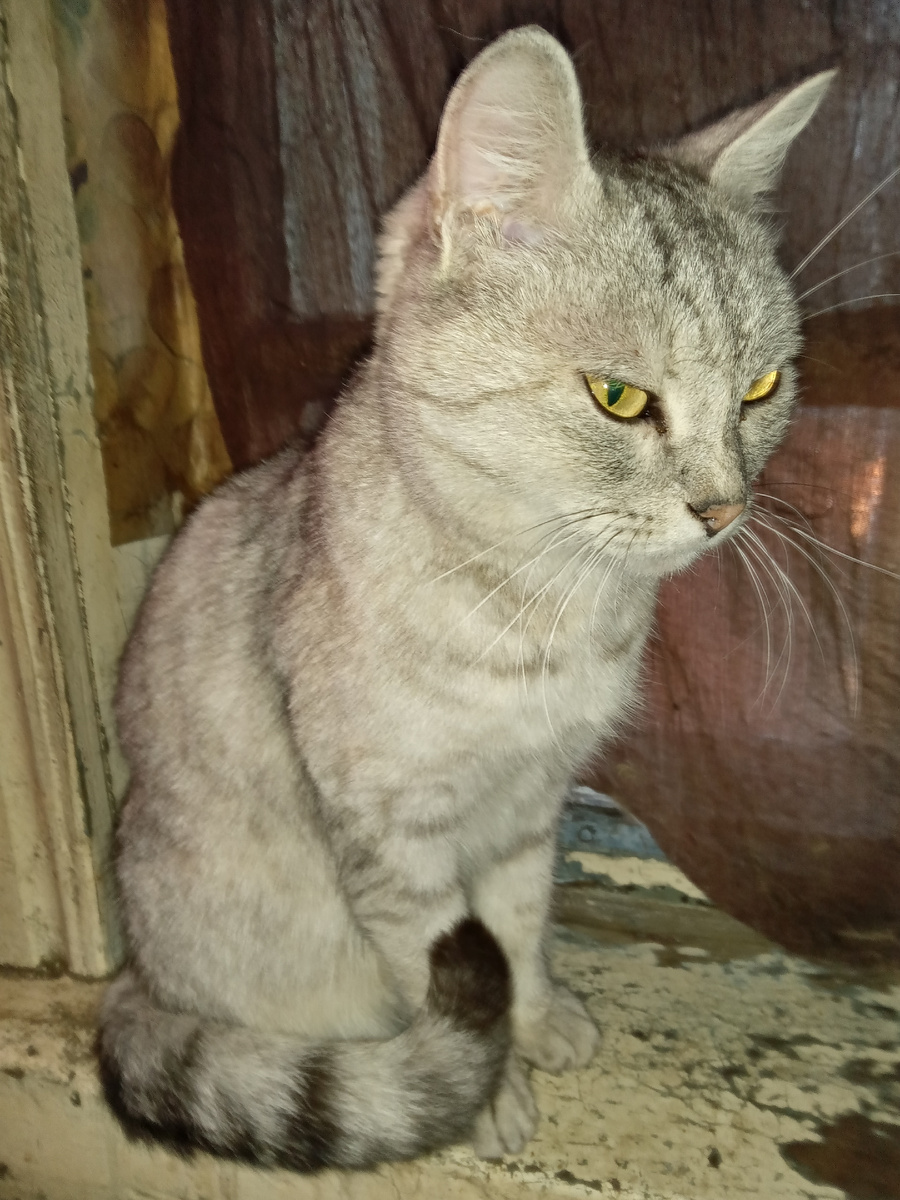 Фото сделано перед публикацией статьи. Гордая и независимая КОШЬ ждет ужина из говяжьей печени и размолотых куриных голов на подоконнике отдельно от соплеменников, которые бегают по полу вокруг мясорубки!