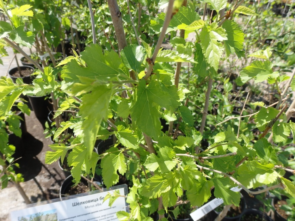  Саженцы в Средней полосе (на фото - Нижний Новгород)