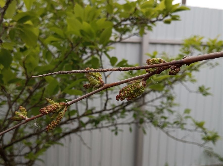  На календаре 18 мая. На шелковице еще не распустились листочки, но уже видны плодики